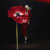 Jo Malone London Scarlet Poppy 14
