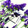 Tom Ford Private Blend Lavender Extrême 9
