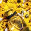 Dolce Shine Dolce & Gabbana 7