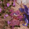 Marc Jacobs Daisy Paradise 11
