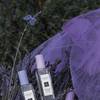 Jo Malone London Lavenderland 4